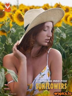 TheRedFoxLife Red Fox - Sunflowers (x122) (Aug 10, 2019) 28484288